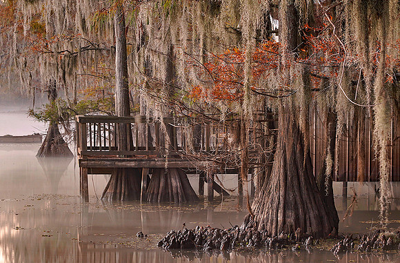 Cypress trees and fog 3