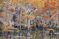 Cypress trees 2