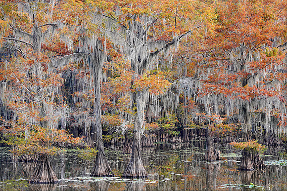 Cypress trees 2