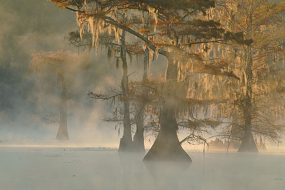 Cypress trees and fog 7