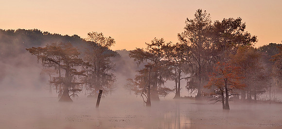 Cypress trees and fog 1