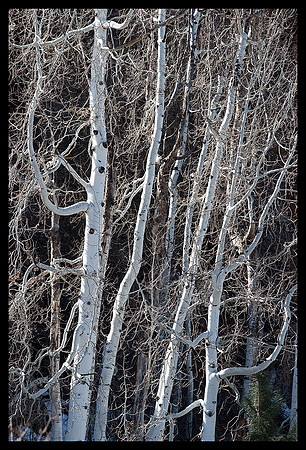 Winter aspens vertical