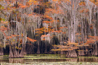 Cypress trees 19