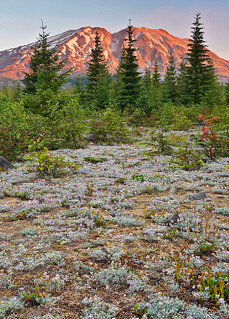 Mount Saint Helens sunrise 4