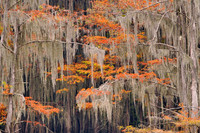 Cypress trees 20
