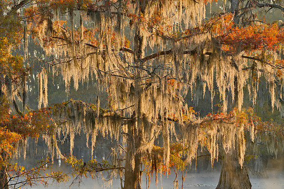 Cypress trees and fog 8