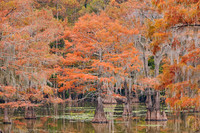 Cypress trees 13