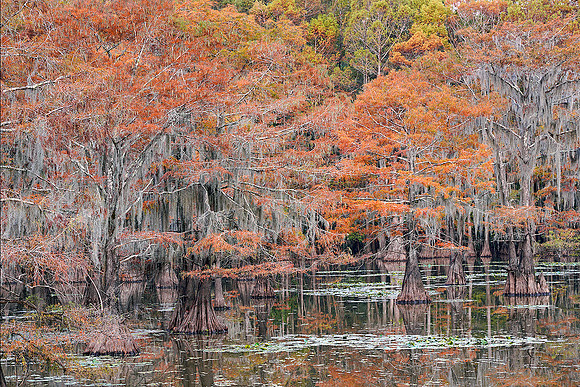 Cypress trees 1